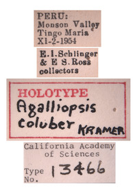 Agalliopsis coluber image