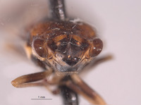 Clydacha ballista image