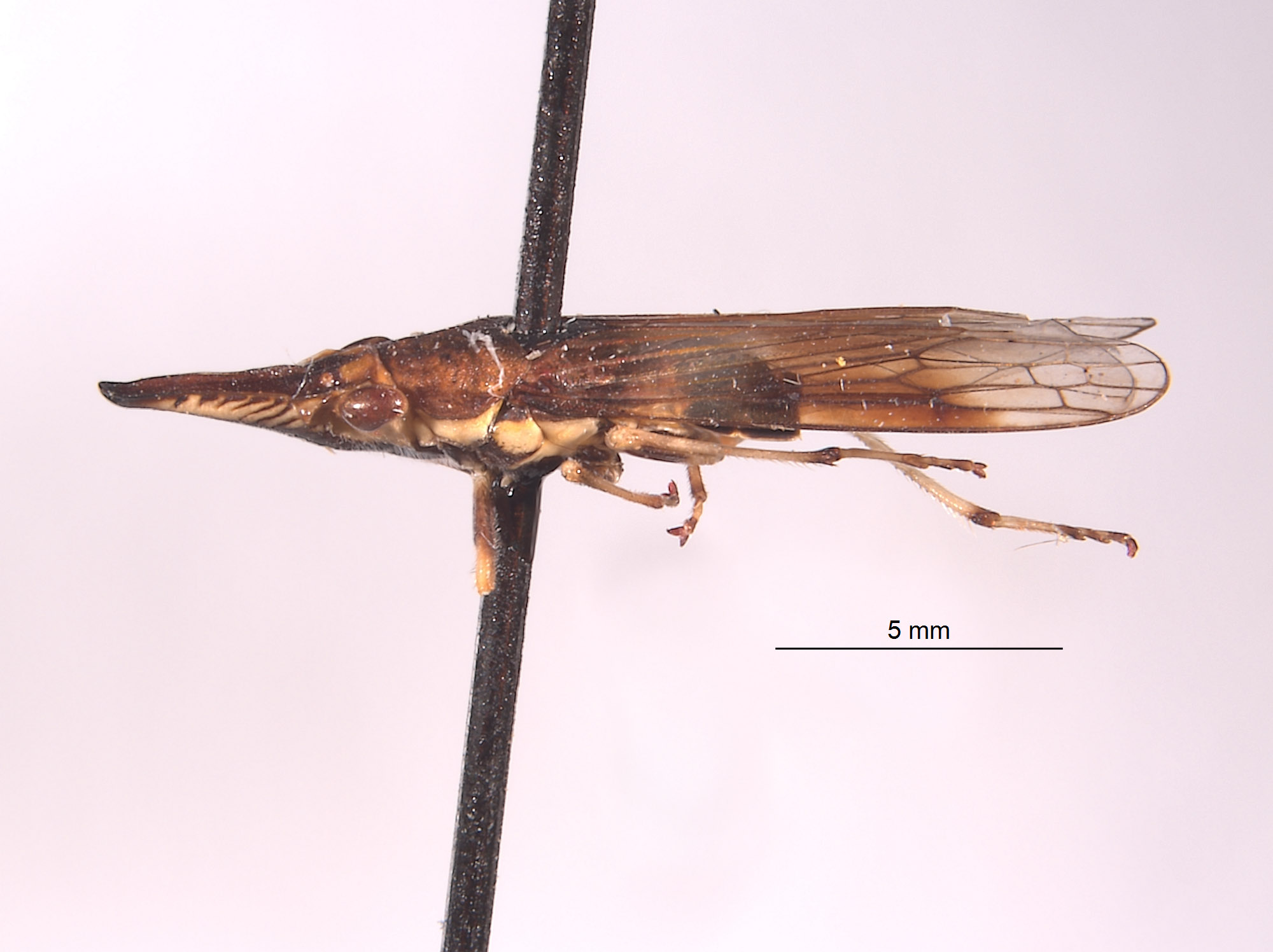 Clydacha ballista image