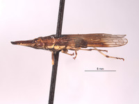 Clydacha ballista image