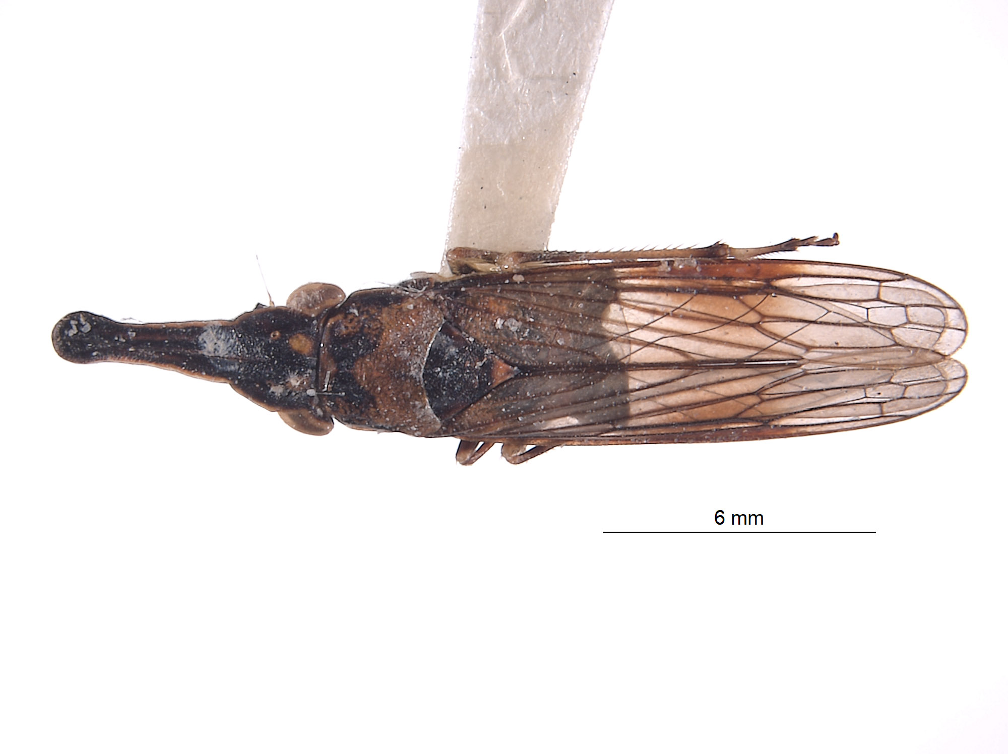 Clydacha catapulta image