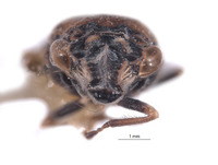 Clydacha catapulta image