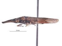 Clydacha catapulta image