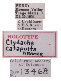 Clydacha catapulta image