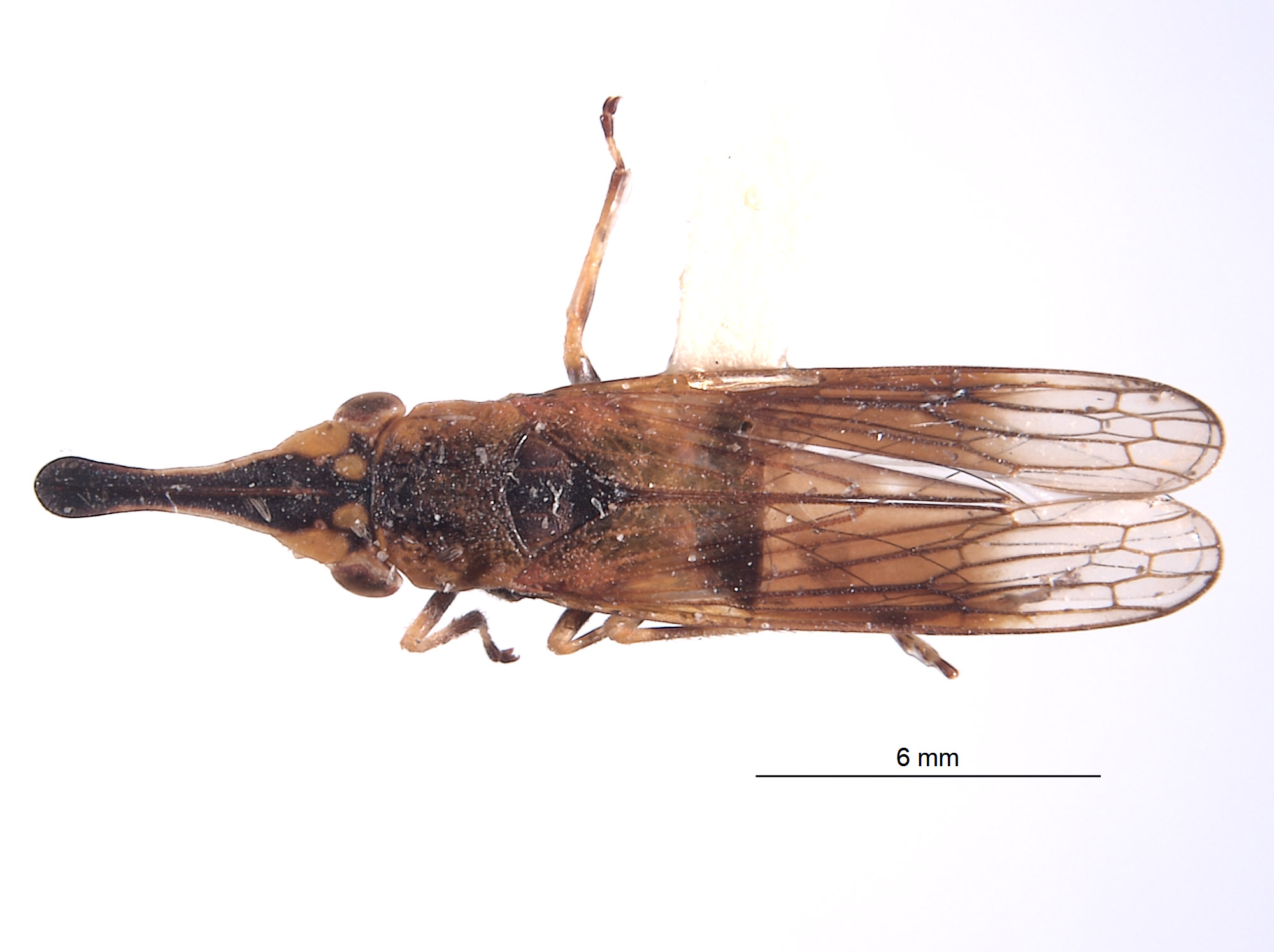 Clydacha condylura image