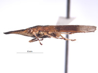 Clydacha condylura image