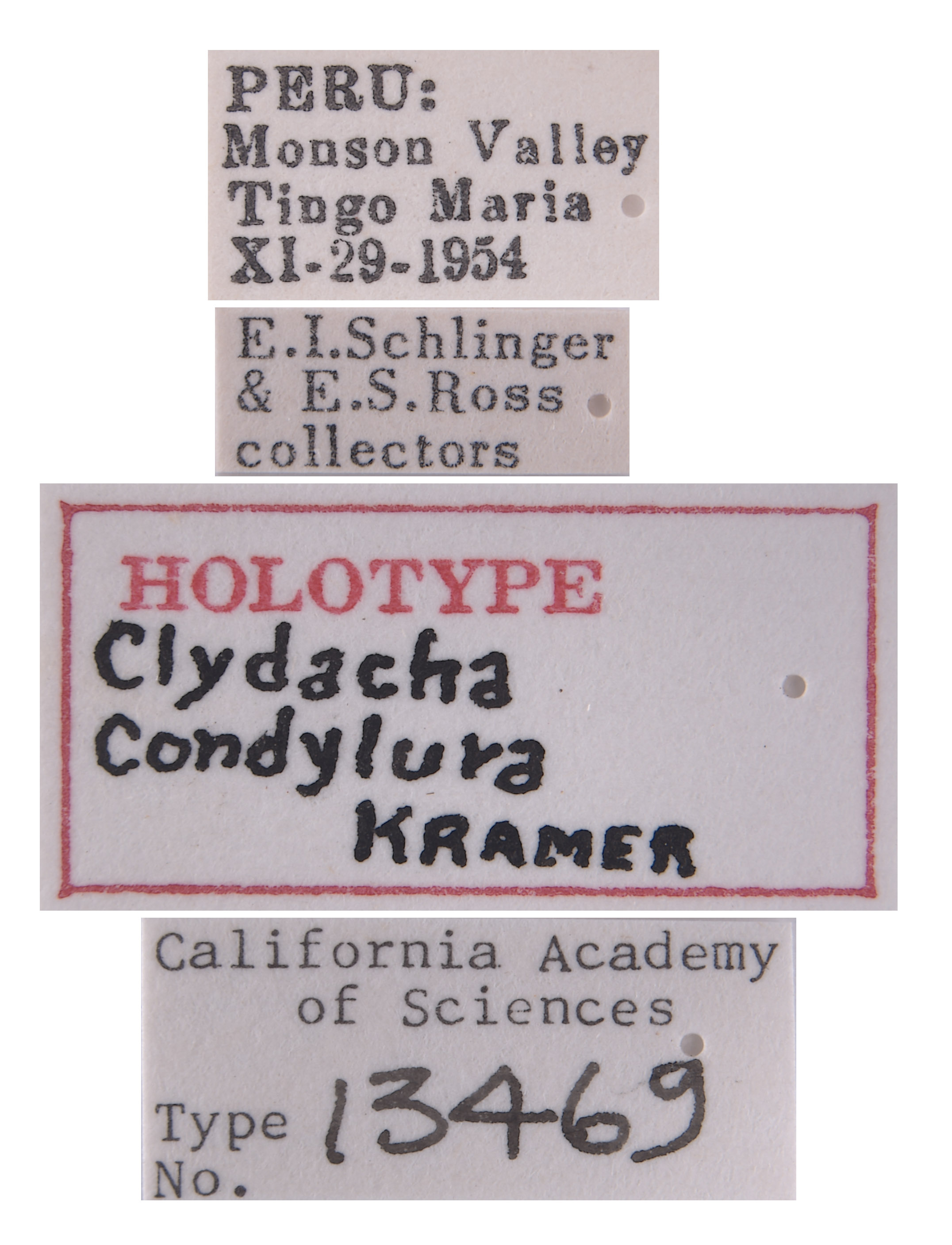 Clydacha condylura image