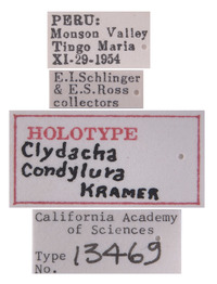 Clydacha condylura image