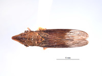 Image of Phereurhinus hoplon
