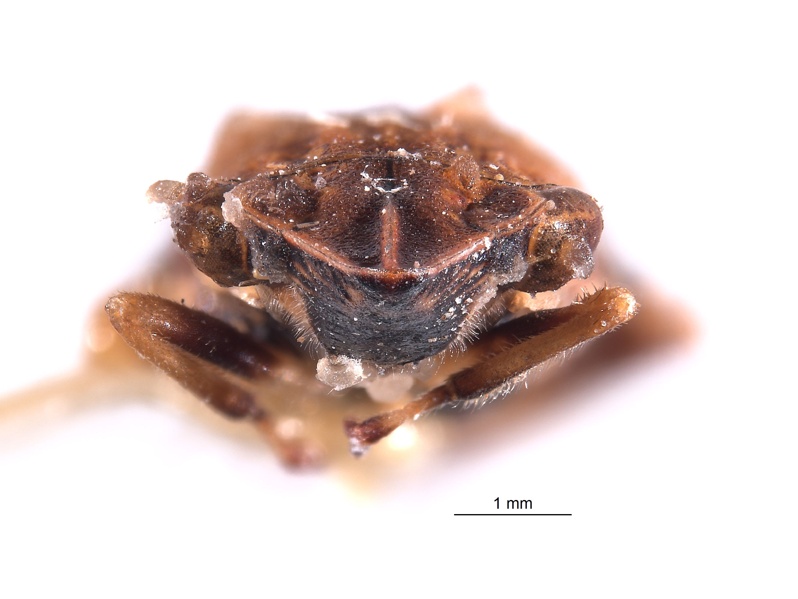 Phereurhinus hoplon image