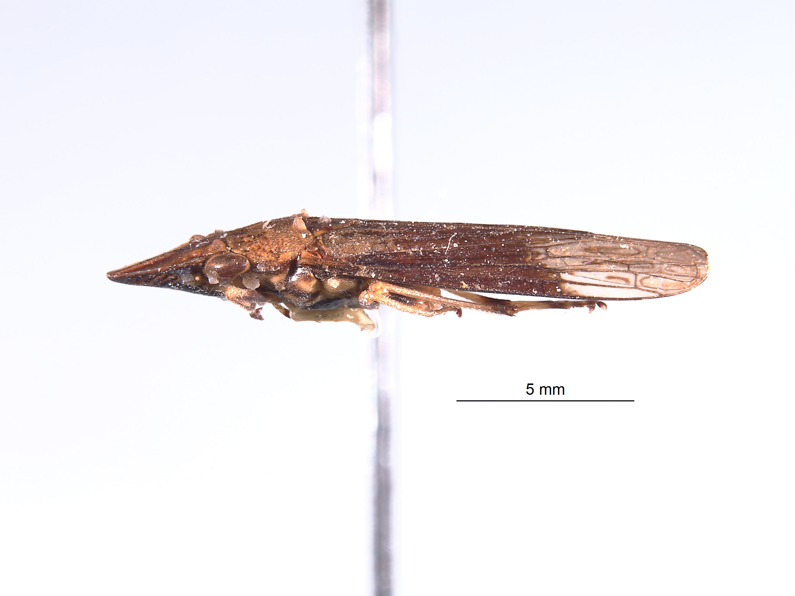 Phereurhinus hoplon image