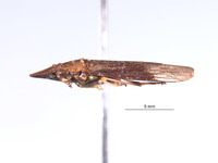 Phereurhinus hoplon image