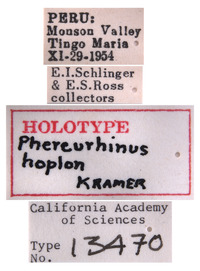 Phereurhinus hoplon image