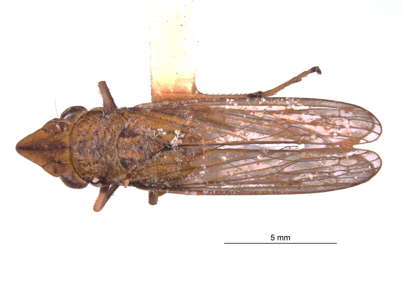 Phereurhinus image