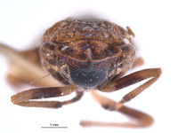 Phereurhinus sosanion image