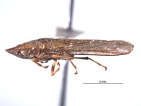 Phereurhinus sosanion image