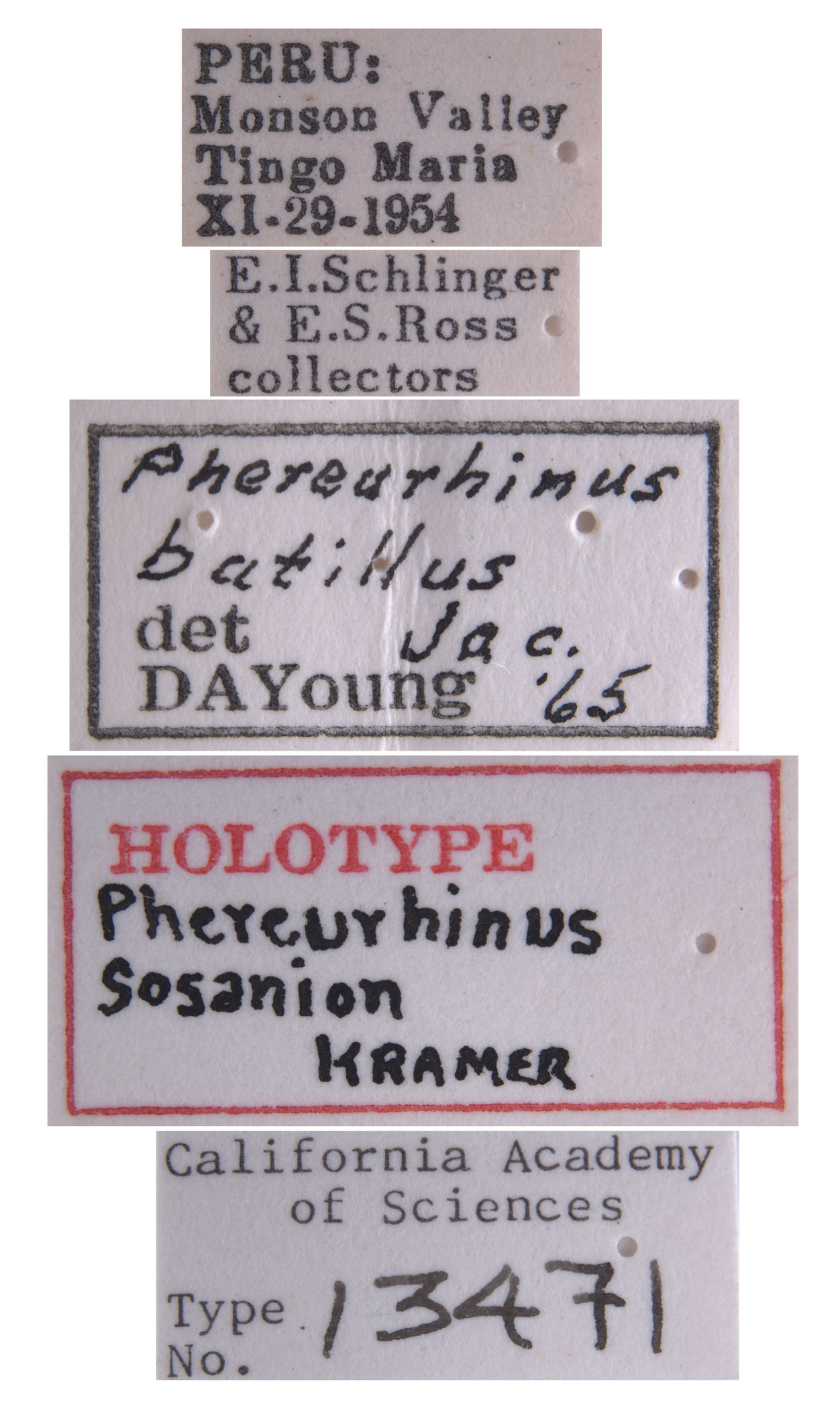 Phereurhinus sosanion image