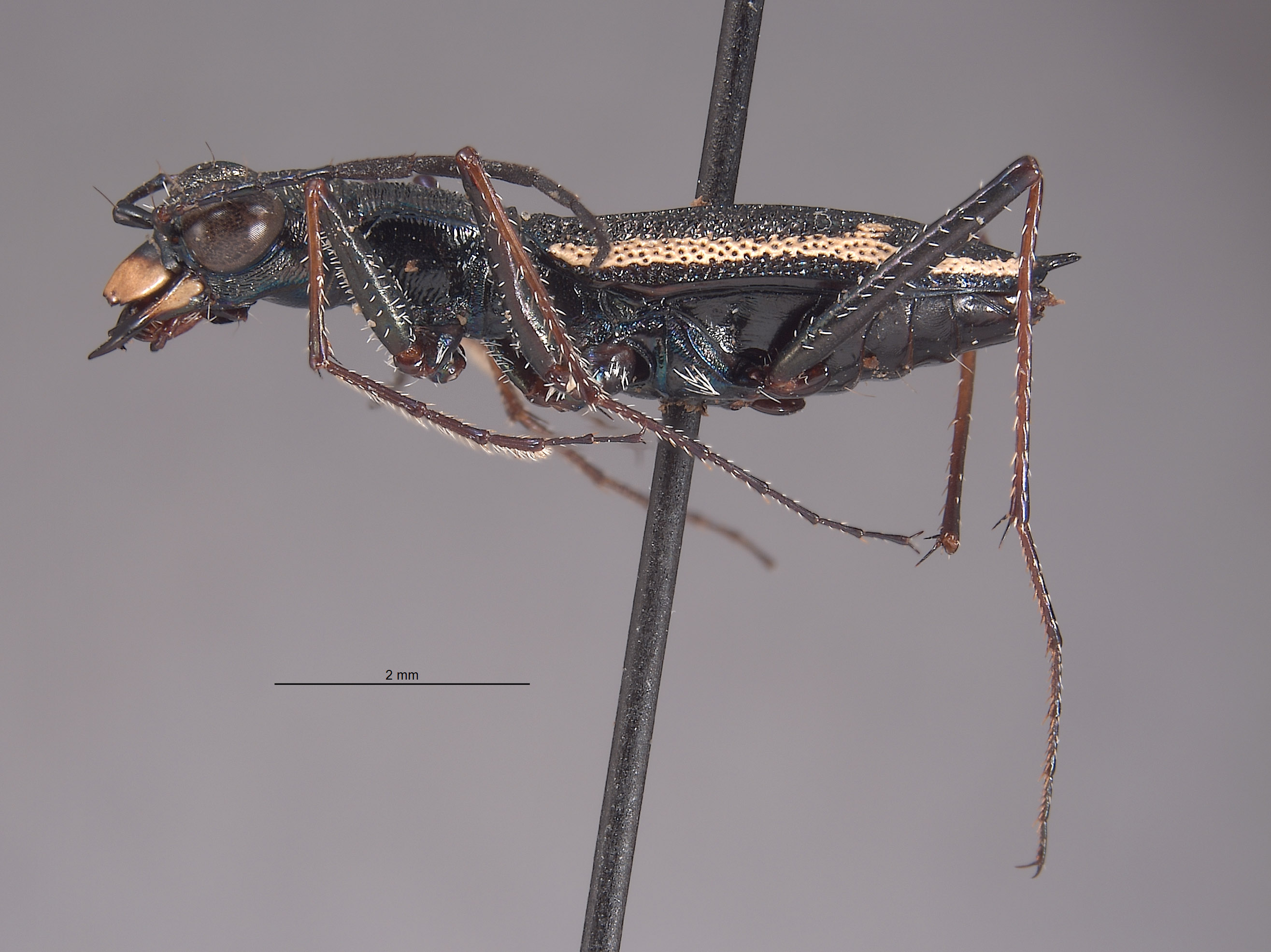 Dromica kavanaughi image