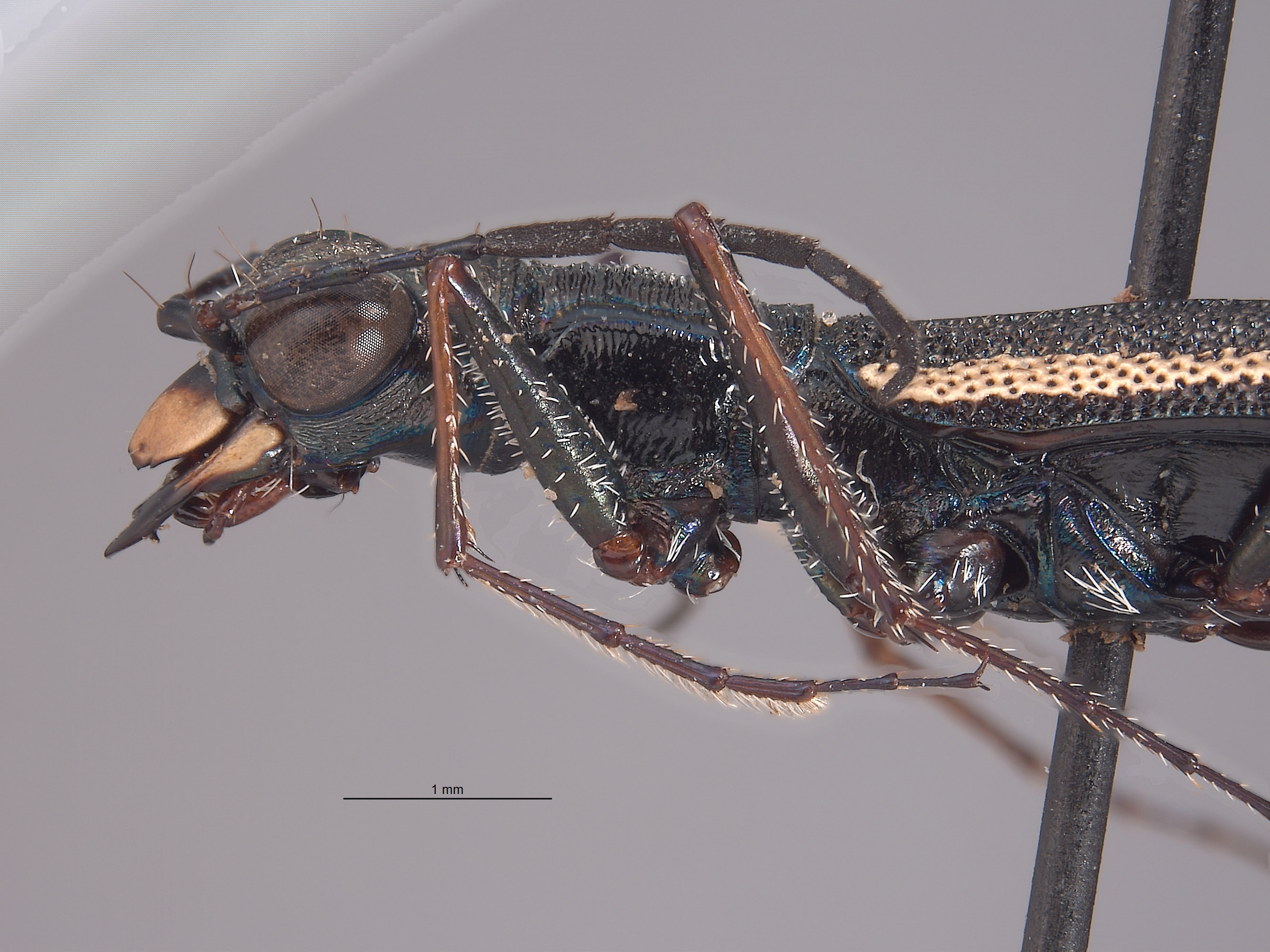 Dromica kavanaughi image