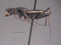 Dromica kavanaughi image