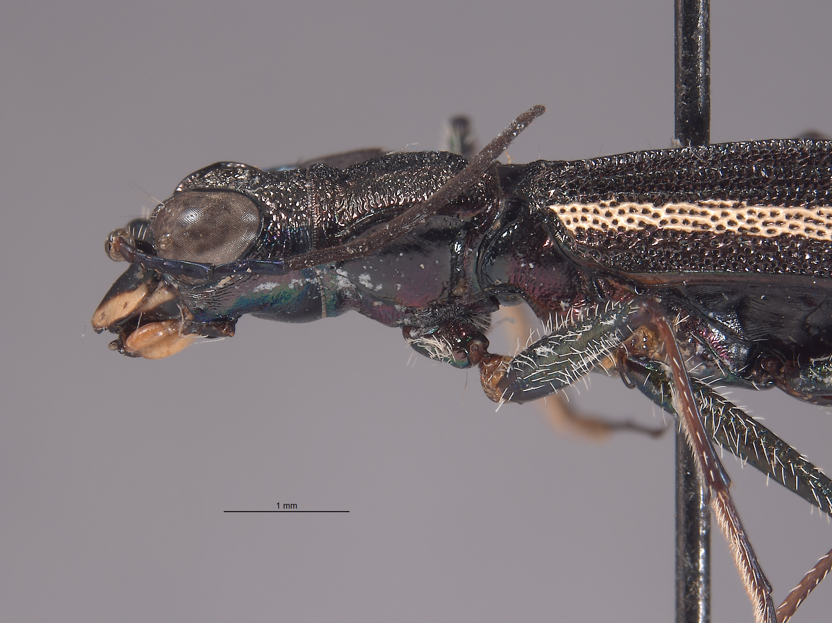 Dromica similis image