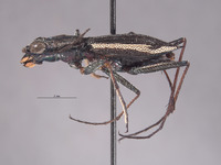 Dromica similis image