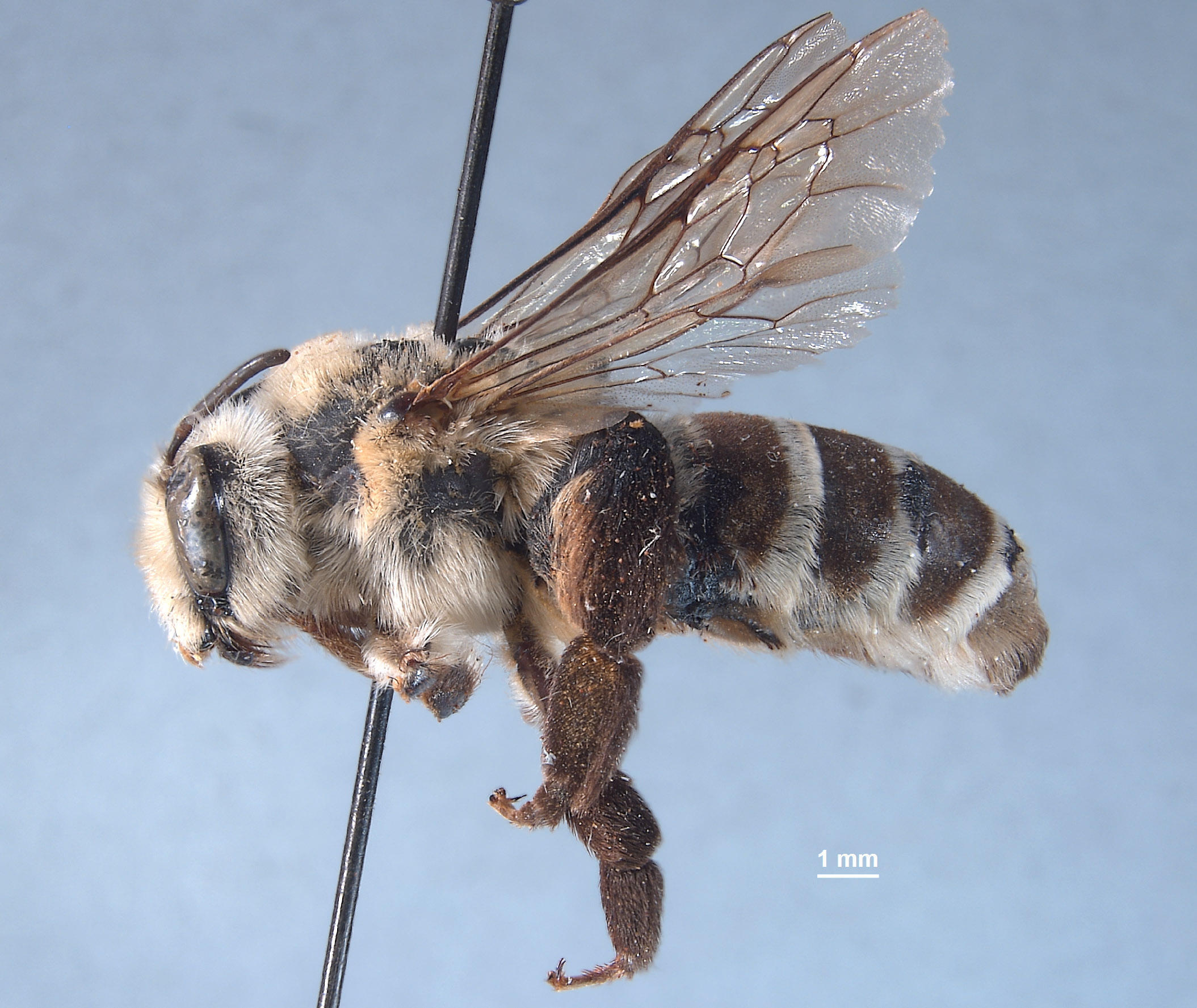 Caupolicana wilsoni image