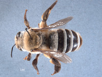 Caupolicana wilsoni image