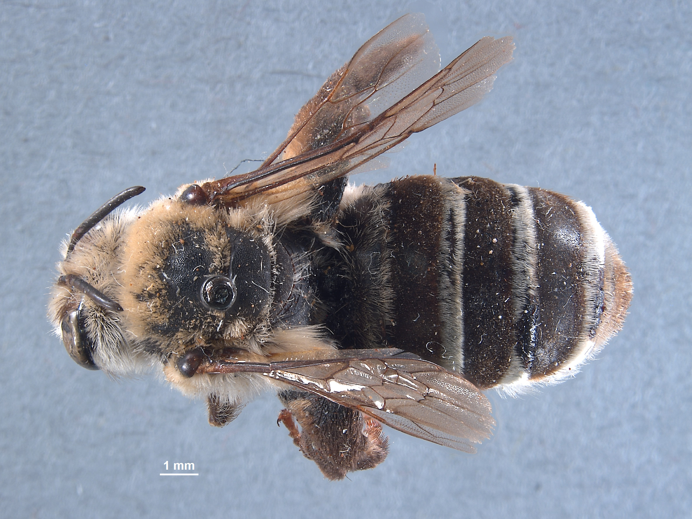 Caupolicana wilsoni image