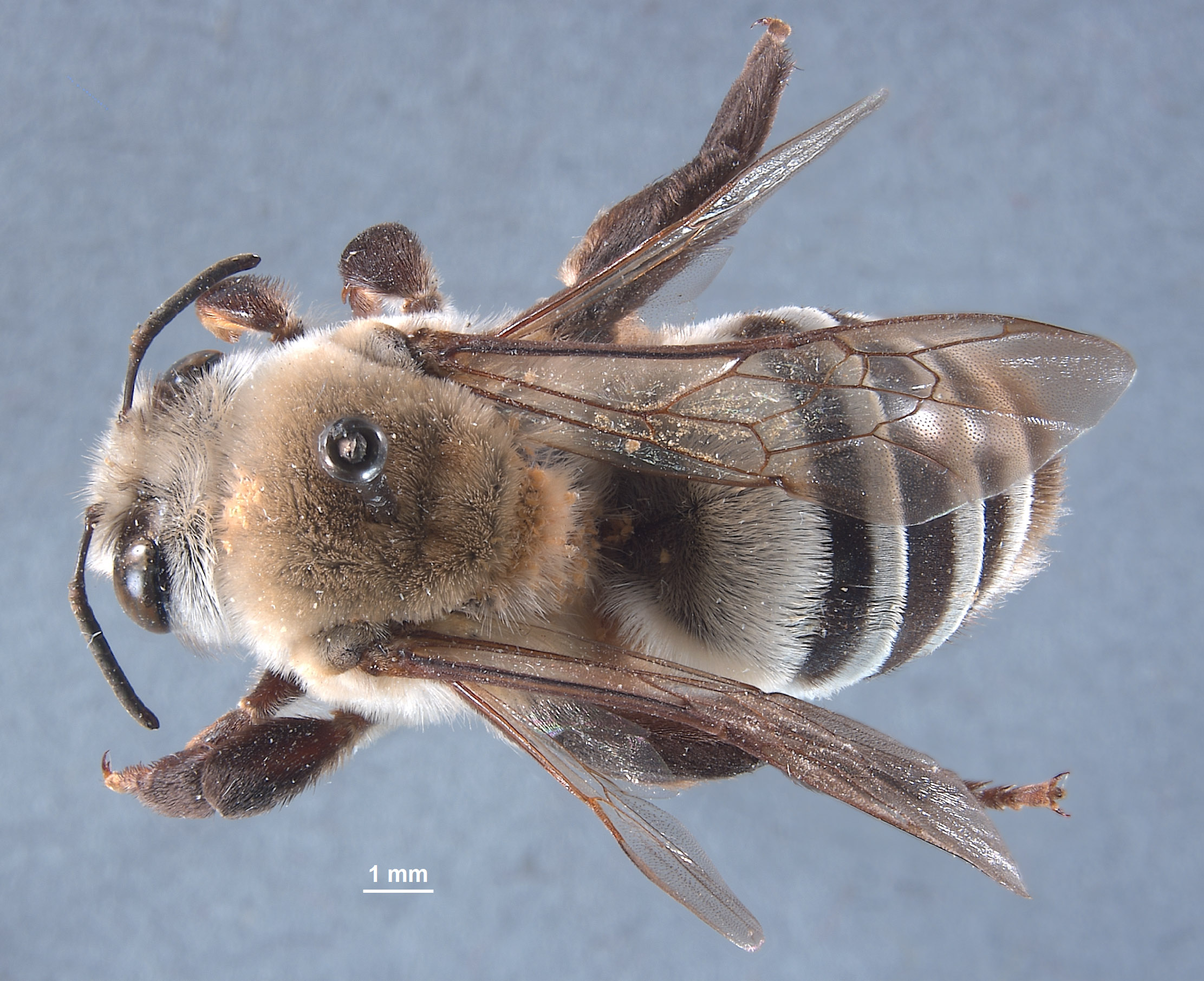 Caupolicana image