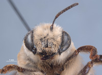 Caupolicana wilsoni image