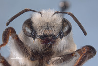 Caupolicana wilsoni image