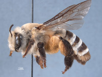 Caupolicana wilsoni image