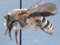 Caupolicana wilsoni image