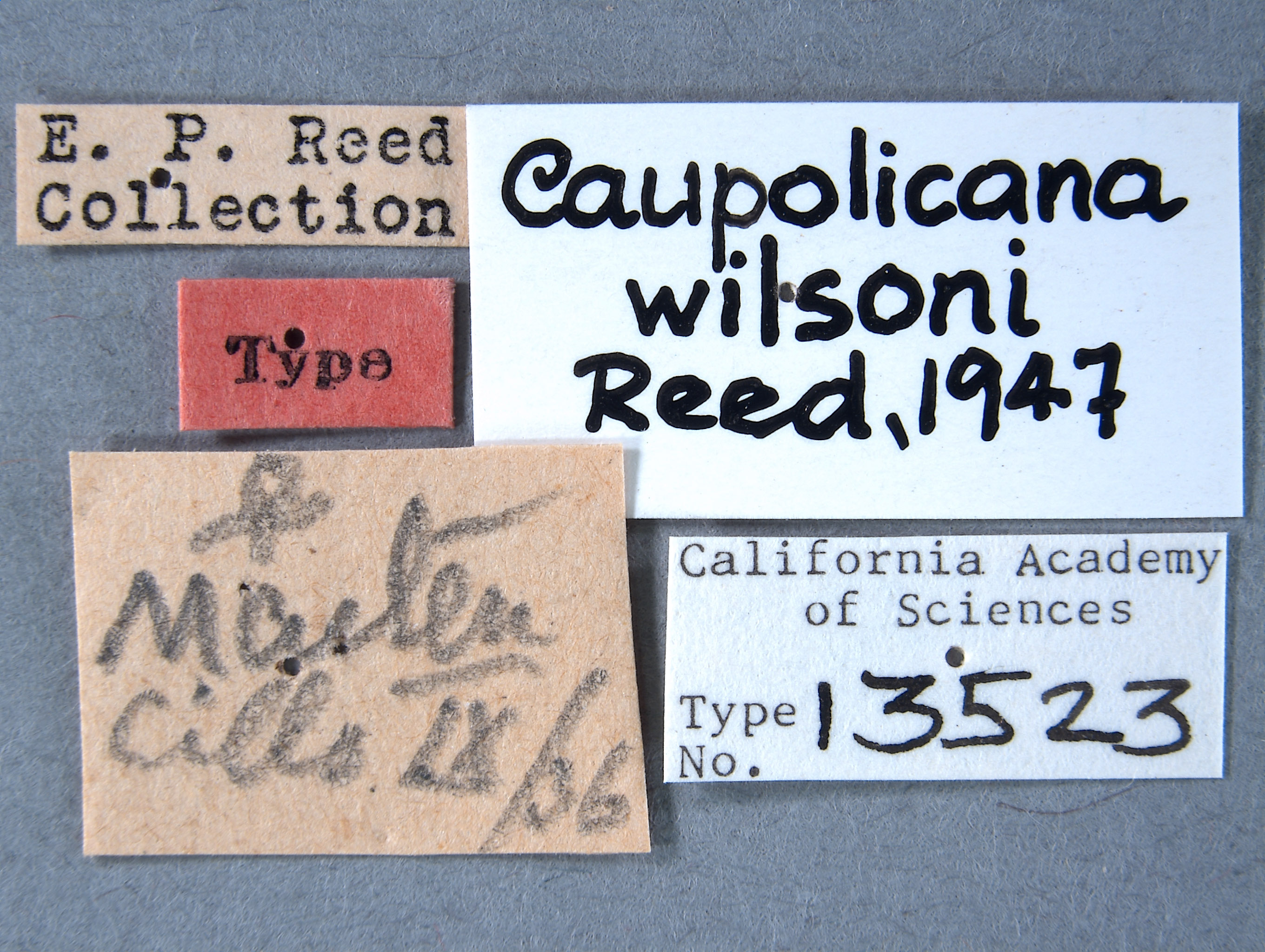 Caupolicana wilsoni image