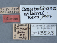 Caupolicana wilsoni image