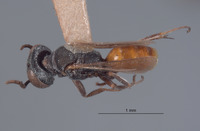 Miscophus fimbriatus image
