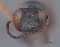 Miscophus fimbriatus image