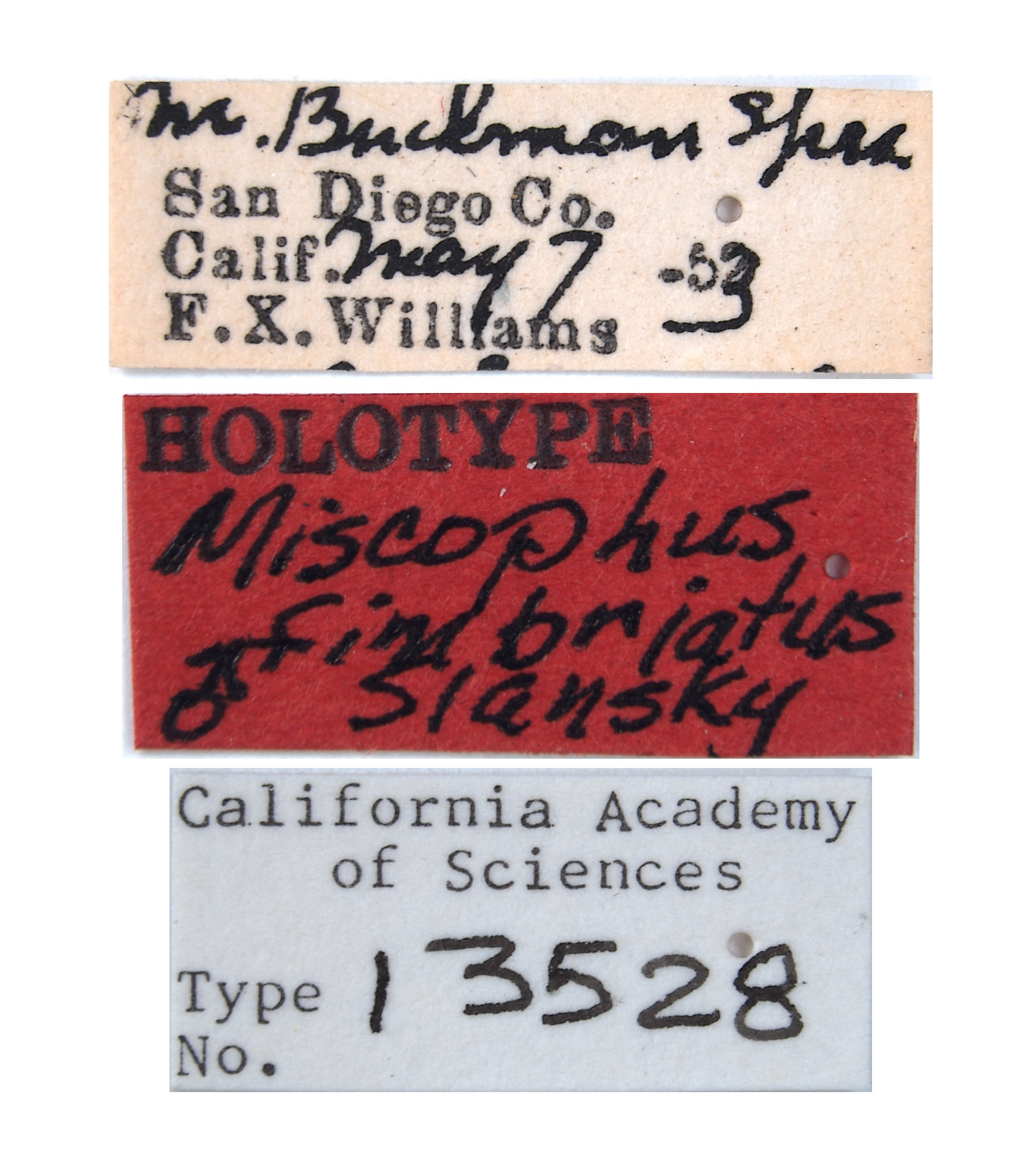 Miscophus fimbriatus image