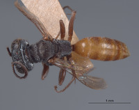 Miscophus williamsi image