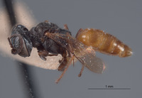 Miscophus williamsi image