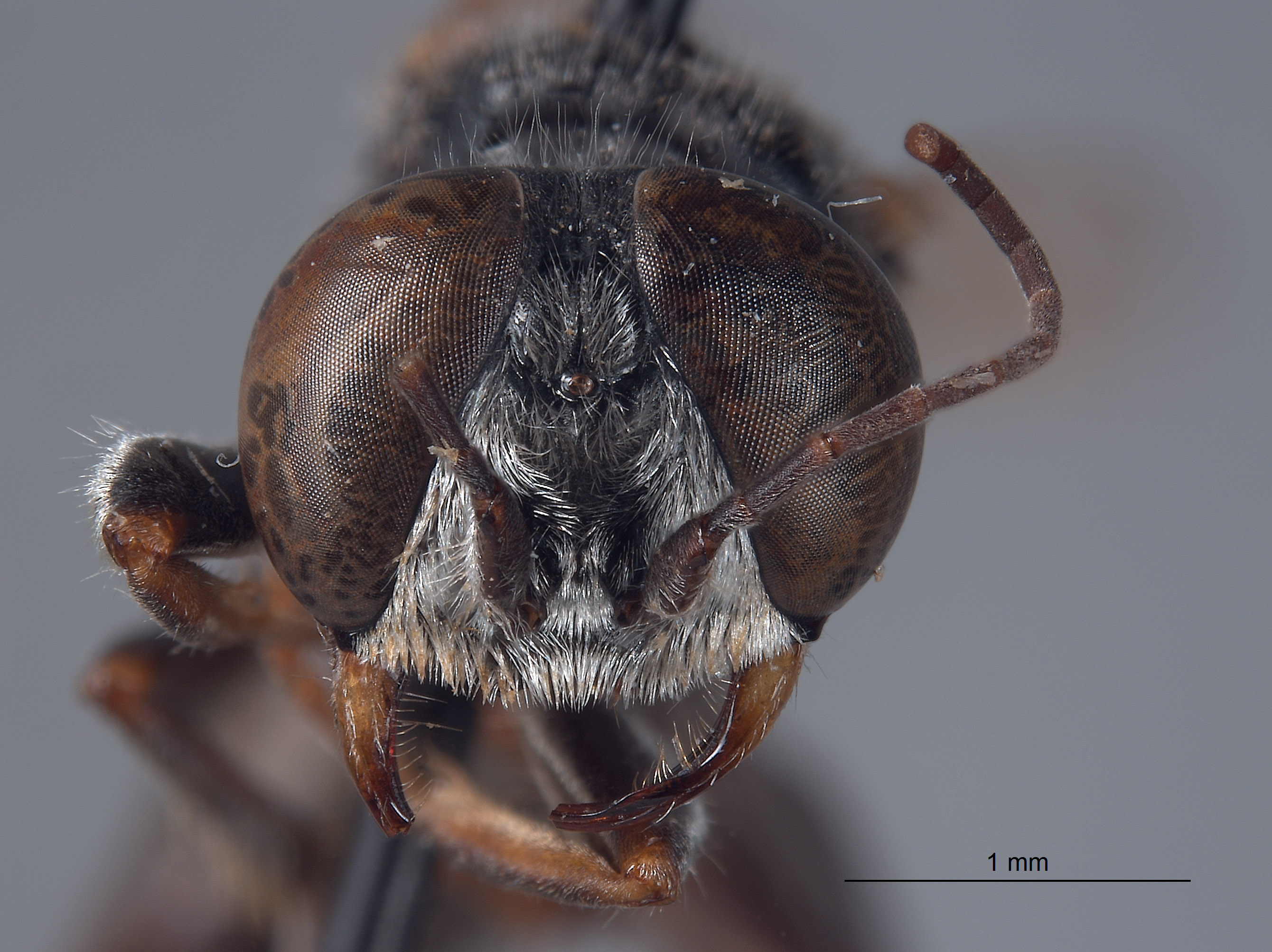 Tachytes absidatus image