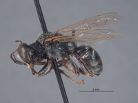 Tachytes absidatus image