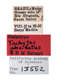 Tachytes absidatus image