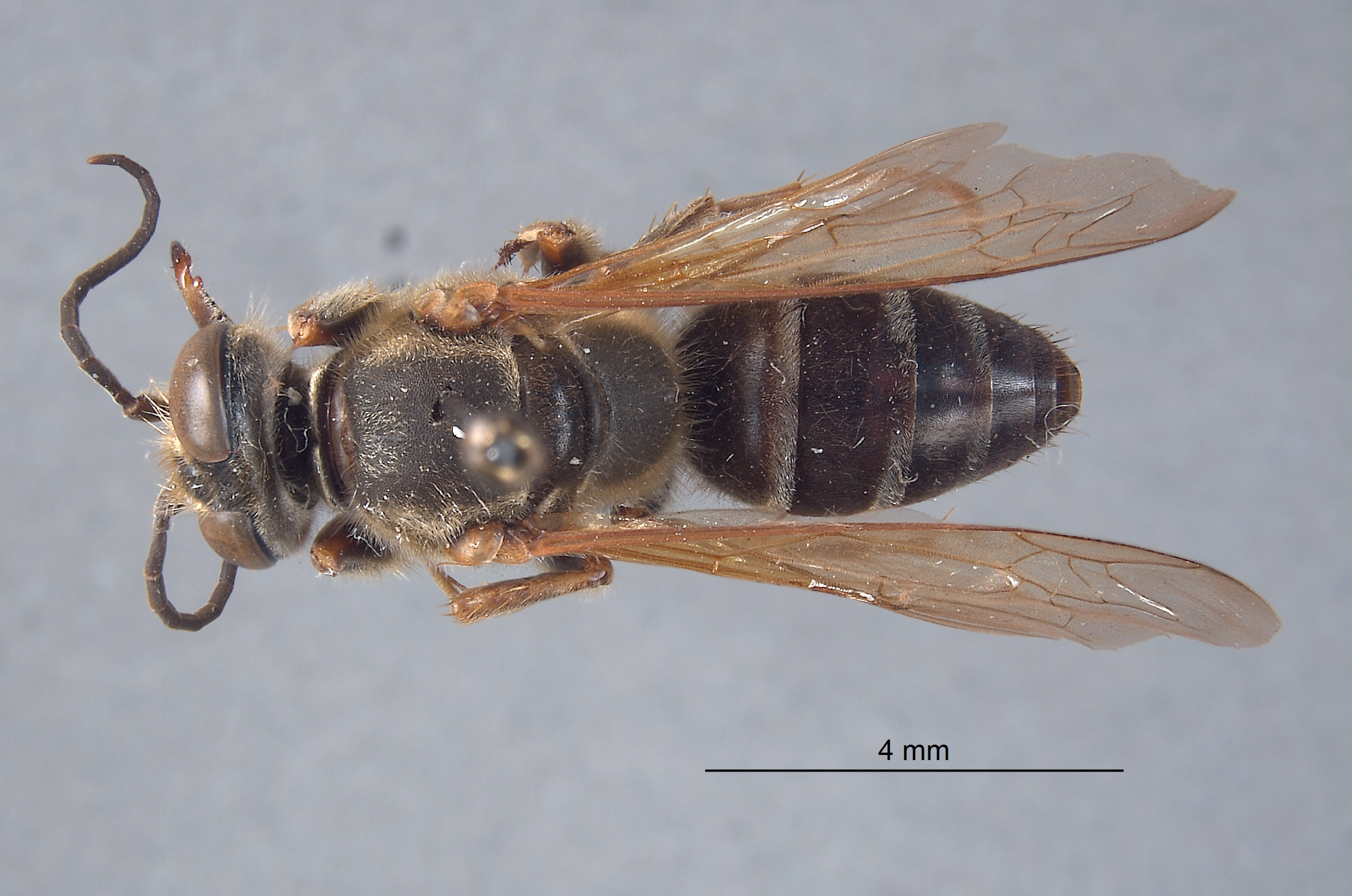 Tachytes schlingeri image