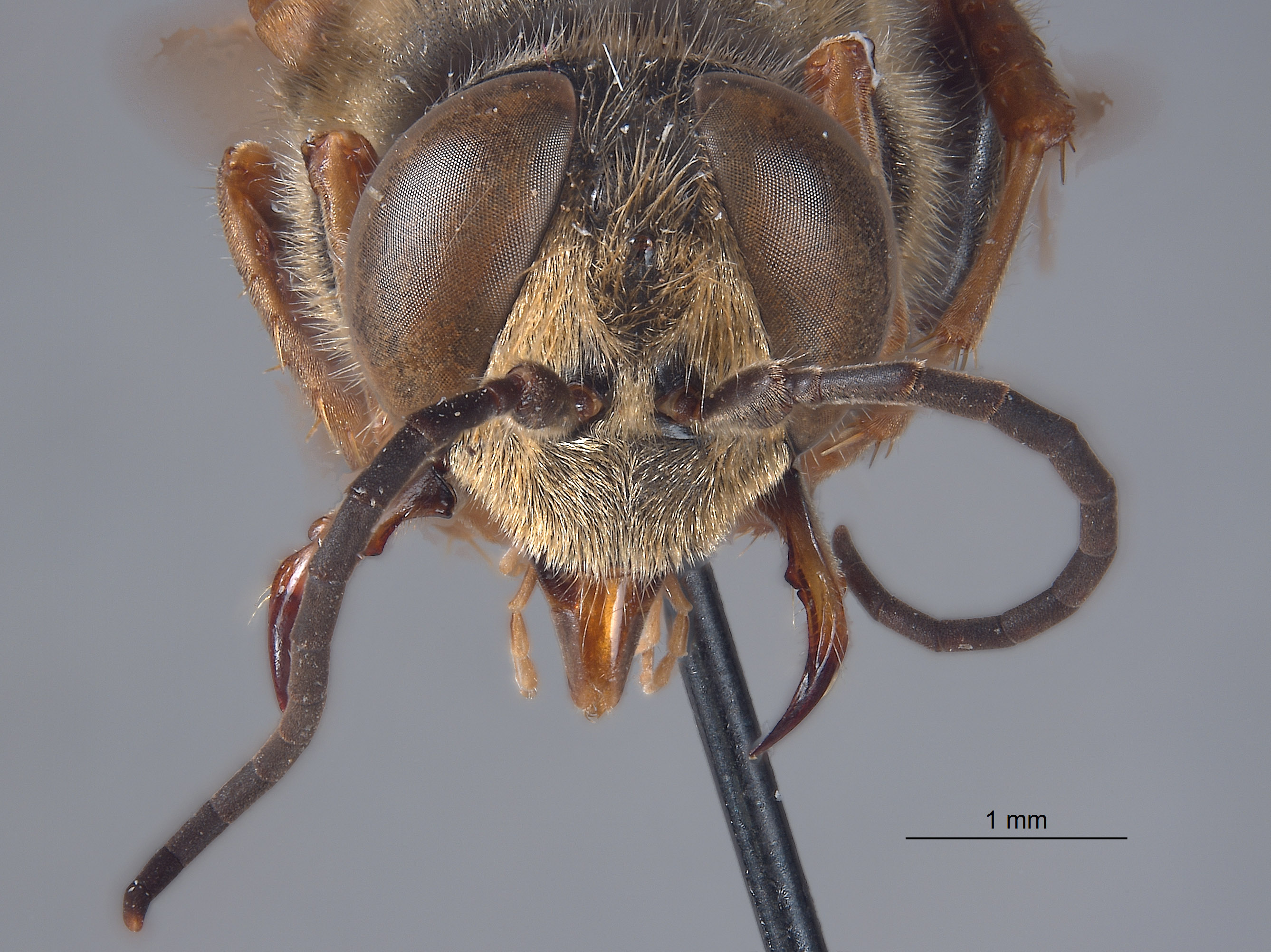 Tachytes schlingeri image