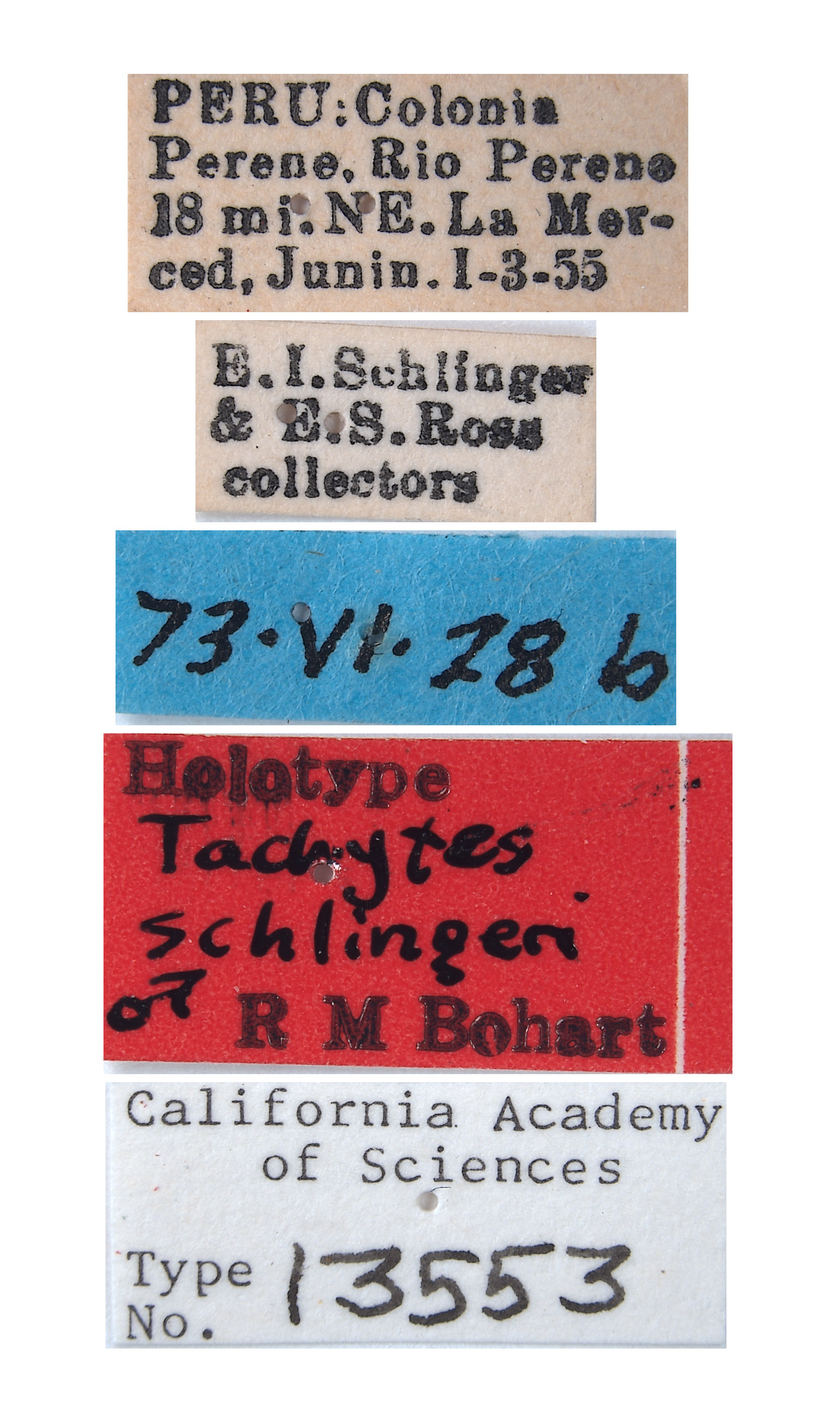 Tachytes schlingeri image