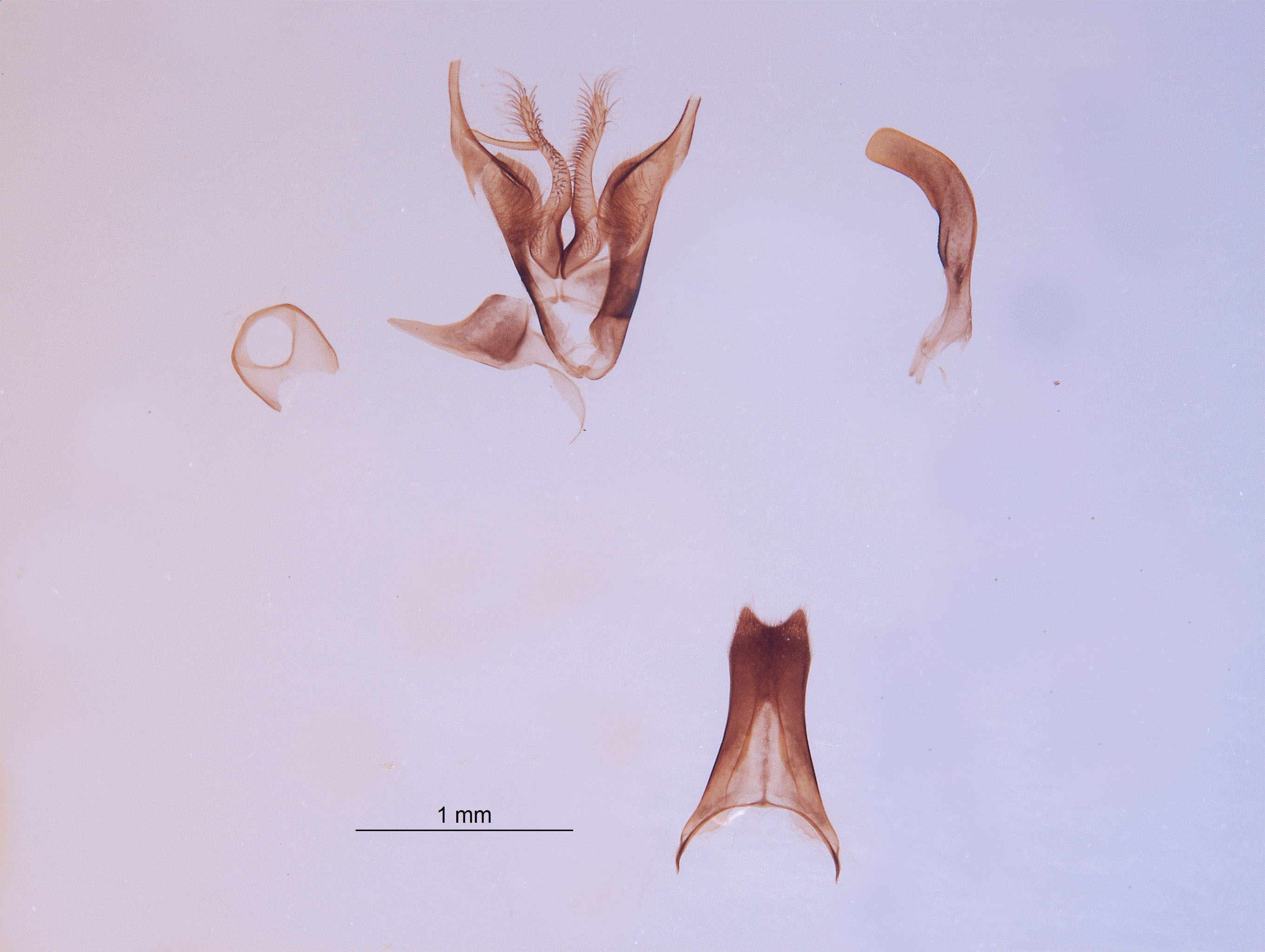 Tachytes image