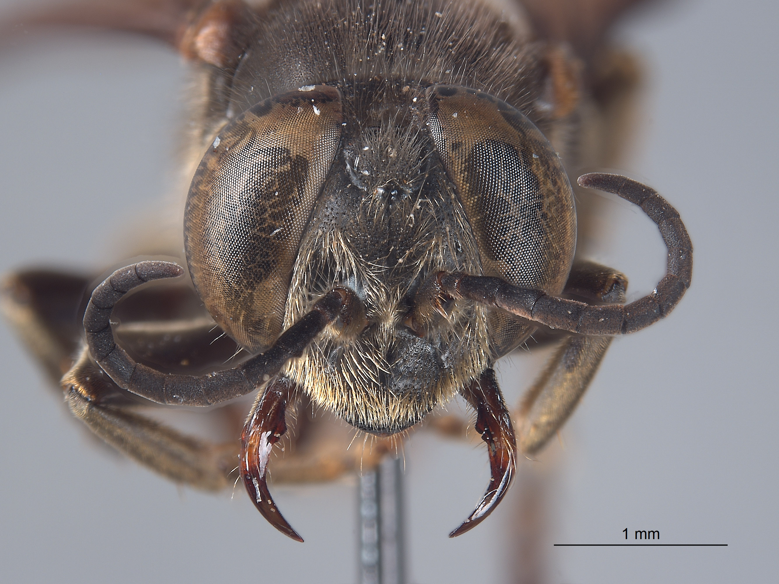 Tachytes vardyi image