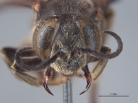 Tachytes vardyi image